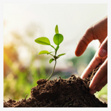 tree planting